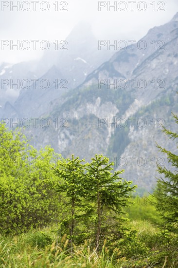 Norway spruce (Picea abies) trees growing in front of the mountains next to Lake Almsee on a rainy day in spring, Salzkammergut, Austria