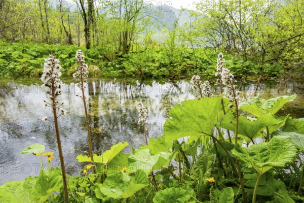 Butterbur (Petasites hybridus) leafes and seeds at a small stream next to Lake Almsee on a rainy day in spring, Salzkammergut, Austria