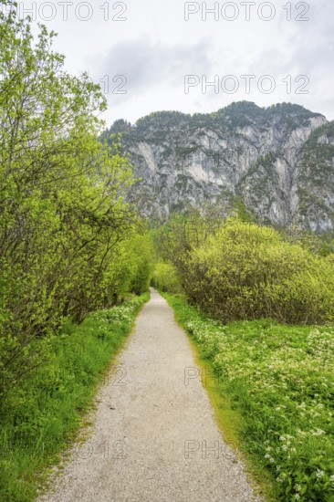 Walking trail going through the forest in spring on a cloudy day, Bavaria, Germany