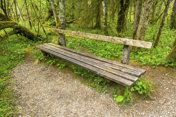 Park bench standing in a forest, Bavaria, Germany