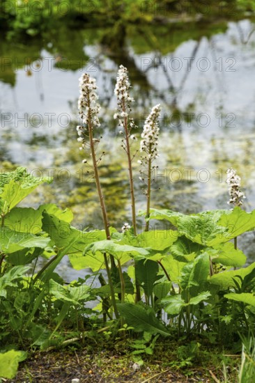Butterbur (Petasites hybridus) leafes and seeds at a small stream next to Lake Almsee on a rainy day in spring, Salzkammergut, Austria