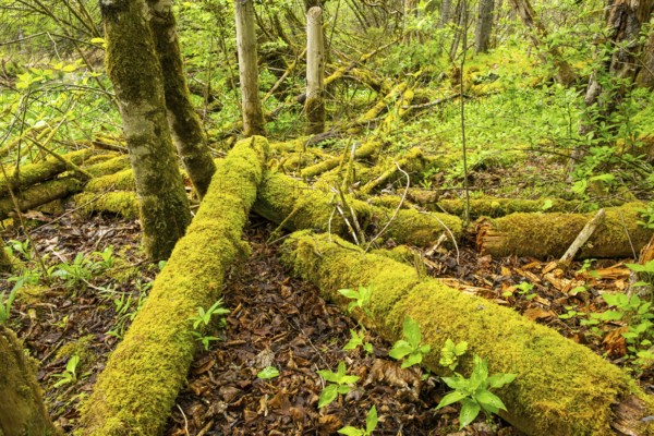 Wild forest with rotten mossy tree trunks lying around, Bavaria, Germany
