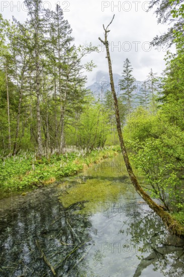 Lanscape of a little stream flowing through the forest in spring on a rainy day, Bavaria, Germany