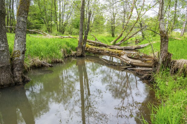 Lanscape of a little stream flowing through the forest in spring on a rainy day, Bavaria, Germany