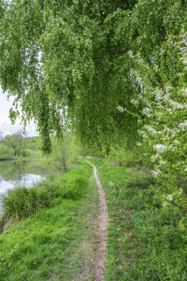 Walking trail going through the forest in spring on a cloudy day, Bavaria, Germany