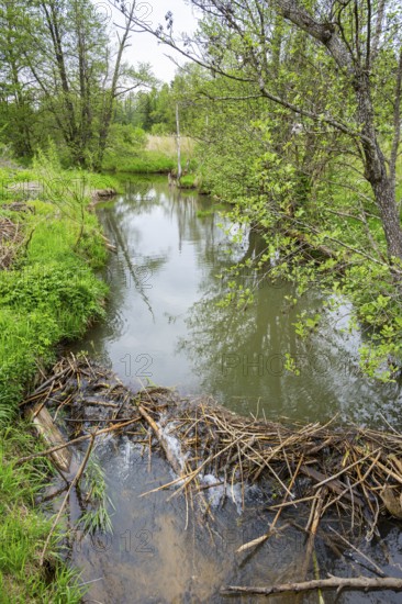 Dam of a Eurasian beaver (Castor fiber) in a small stream, Upper Platine, Bavaria, Germany