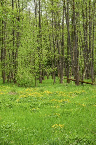 Moorland with blooming Marsh-marigold (Caltha palustris) in a Common alder (Alnus glutinosa) forest in spring, Bavaria, Germany