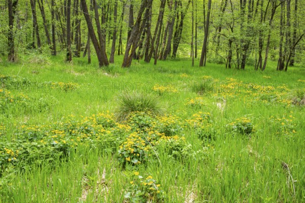 Moorland with blooming Marsh-marigold (Caltha palustris) in a Common alder (Alnus glutinosa) forest in spring, Bavaria, Germany