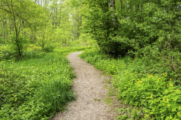Walking trail going through the forest in spring on a cloudy day, Bavaria, Germany