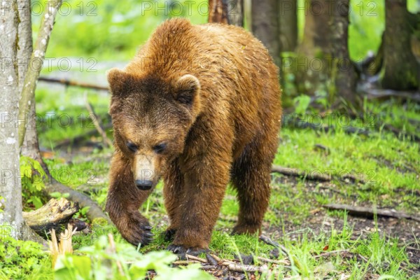Eurasian brown bear (Ursus arctos arctos) in a forest, Austria