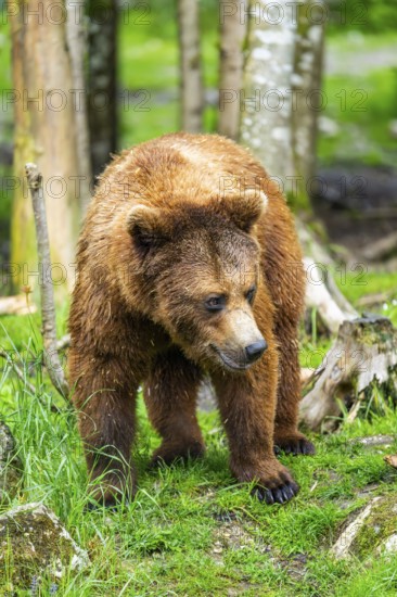 Eurasian brown bear (Ursus arctos arctos) in a forest, Austria