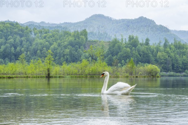Mute swan (Cygnus olor) swimming on a lake, Austria