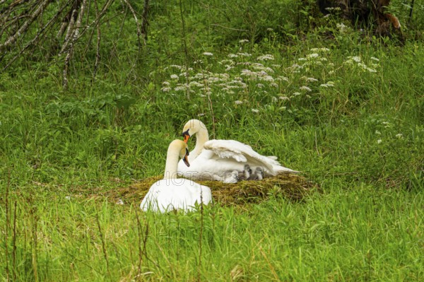Mute swan (Cygnus olor) couple, male and female at a nest, Austria