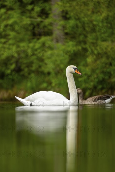 Mute swan (Cygnus olor) swimming on a lake, Austria