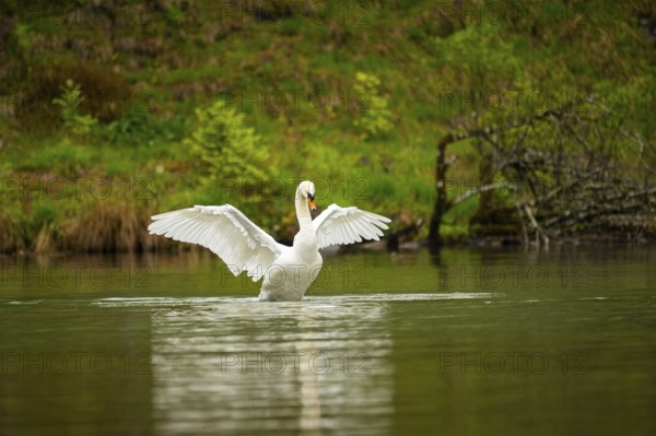 Mute swan (Cygnus olor) starts flying from a lake, Austria