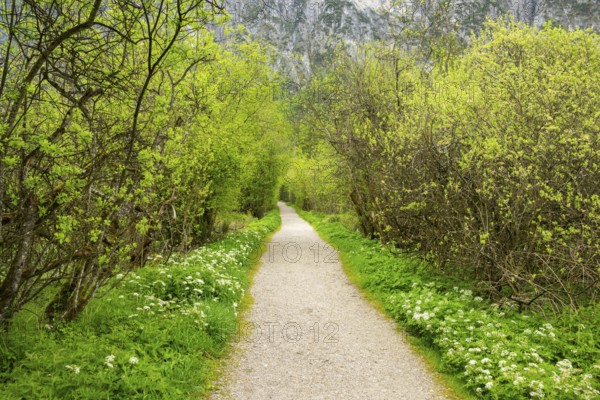 Walking trail going through the forest in spring on a cloudy day, Bavaria, Germany