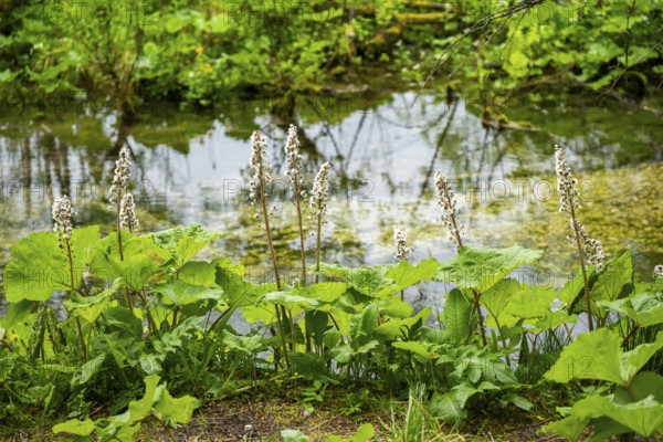 Butterbur (Petasites hybridus) leafes and seeds at a small stream next to Lake Almsee on a rainy day in spring, Salzkammergut, Austria