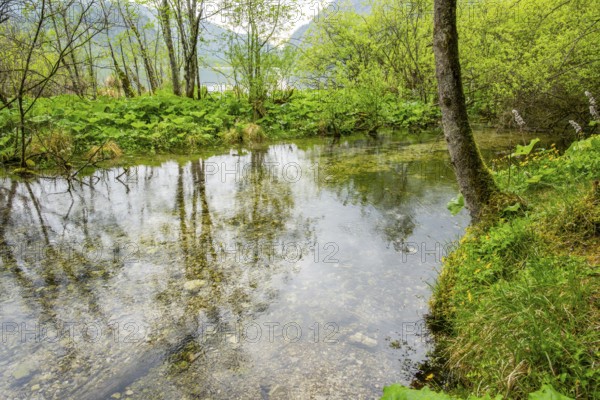 Lanscape of a little stream flowing through the forest in spring on a rainy day, Bavaria, Germany