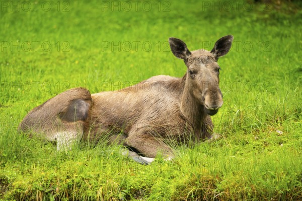 Eurasian elk (Alces alces) lying next to a little lake, Austria