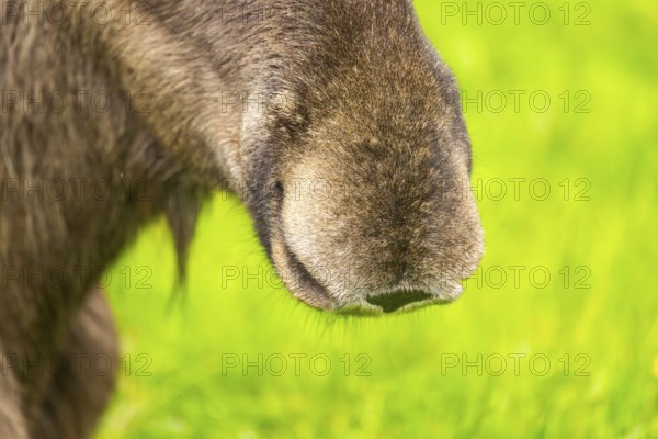 Eurasian elk (Alces alces), detail, nose, Austria