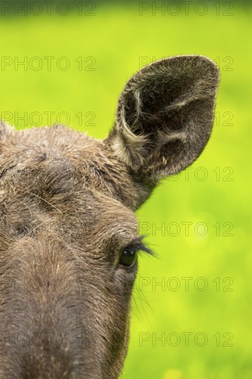 Eurasian elk (Alces alces), portrait, eye, ear, detail, Austria