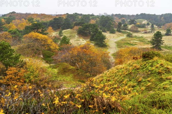 Dune sheep of Ostplate, in the east of the East Frisian island of Spiekeroog, autumn, brown dunes, Lower Saxony, Germany