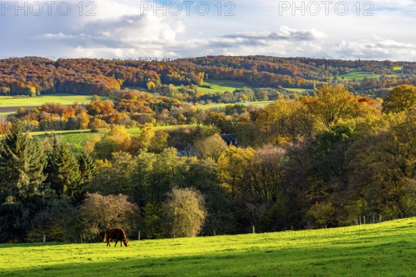 Autumn landscape in Elfringhauser Switzerland, south of Velbert-Langenberg, Viehweide, Germany