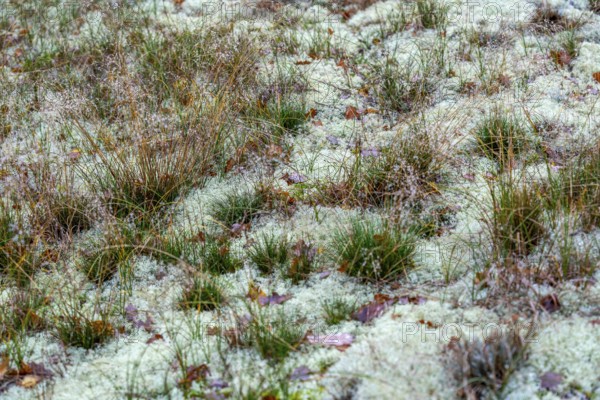 North Sea, Spiekeroog island, autumn, dune landscape, lichens and mosses, Ostplate, Lower Saxony, Germany