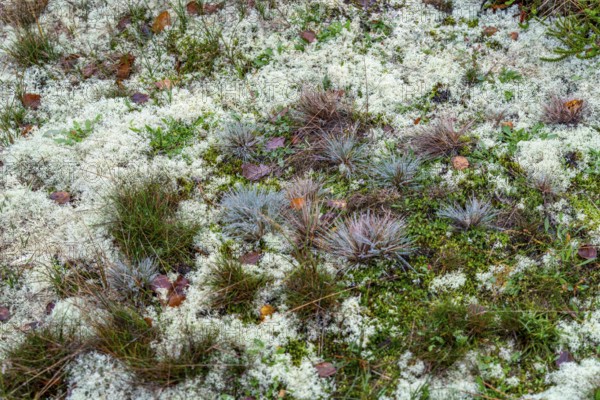 North Sea, Spiekeroog Island, autumn, dune landscape, lichens and mosses, silvergrass, Ostplate, Lower Saxony, Germany
