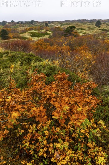 Dune sheep of Ostplate, in the east of the East Frisian island of Spiekeroog, autumn, brown dunes, Lower Saxony, Germany