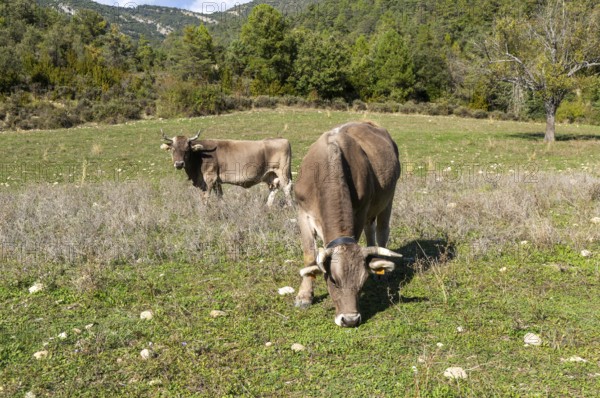 Bruna dels Pirineus cows cattle breed in field near Sieste, Boltana, Huesca province, Aragon, Spain