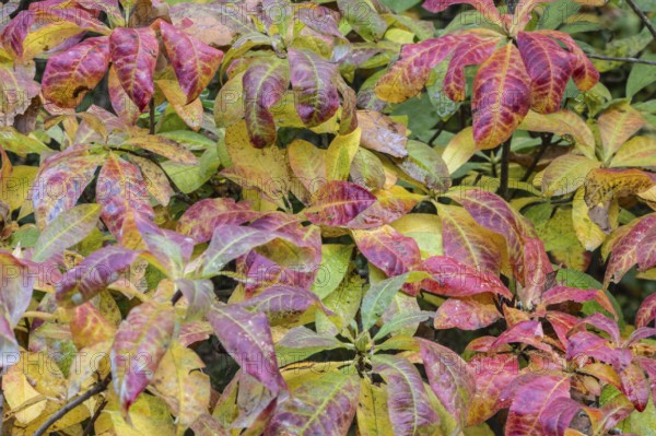 Azalea (Rhododendron luteum) in autumn leaves, Emsland, Lower Saxony, Germany