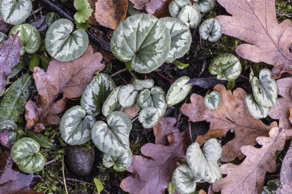 Cyclamen (Cyclamen coum), Laub, Emsland, Lower Saxony, Germany