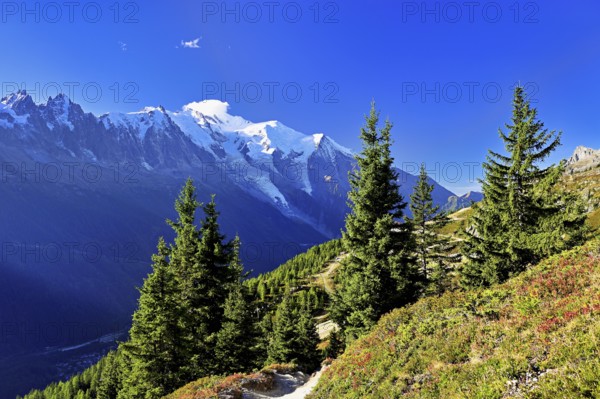 Mountain forest in an autumnal landscape with the snow-covered Mont Blanc massif in the background, Chamonix-Mont-Blanc, Haute-Savoie, France