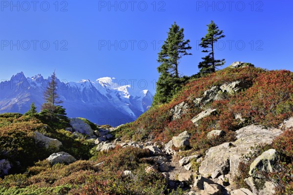 Firs stand in an autumnal landscape with the snow-covered Mont Blanc massif in the background, Chamonix-Mont-Blanc, Haute-Savoie, France