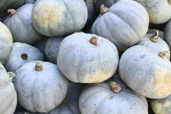 Muted blue Bleu de Hongrie pumpkins in a pile