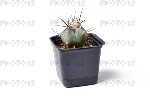 Side view of small 'Echinocactus Ingens' cactus plant in black square shaped flower pot on white background