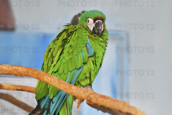 Blue-winged macaw in bird enclosure
