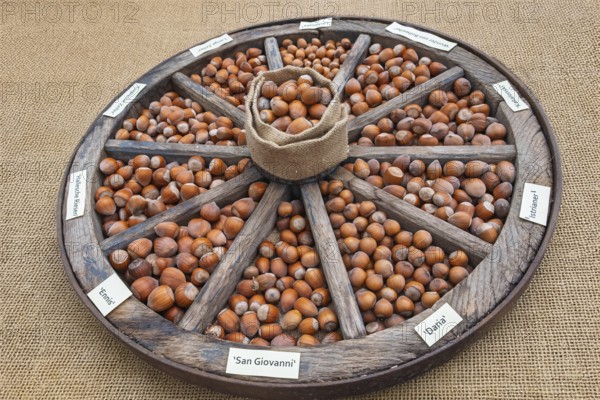 Different types of hazelnuts in an old wagon wheel, Münsterland, North Rhine-Westphalia, Germany
