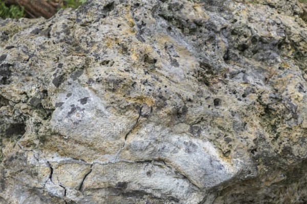 Coral limestone with fossil snails, sedimentary rock, Tertiary geological age, 30 million years old, Münsterland, North Rhine-Westphalia, Germany