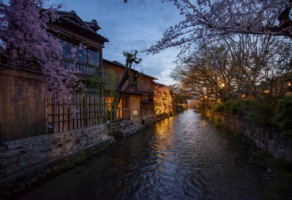 Cherry blossoms on a stream, traditional Japanese houses, blue hour, Higashiyama, Kyoto, Japan