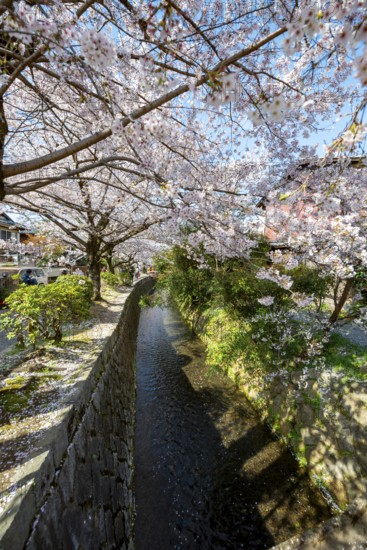 Footpath along a canal, cherry blossoms in spring, Philosopher's Path or Tetsugaku no michi, Kyoto, Japan