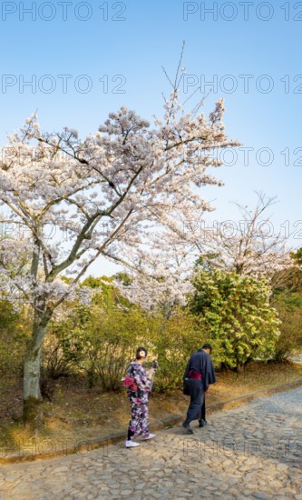 Walker wearing kimono in a park with blooming cherry trees, Kameyama Park, Sagakamenoocho, Kyoto, Japan