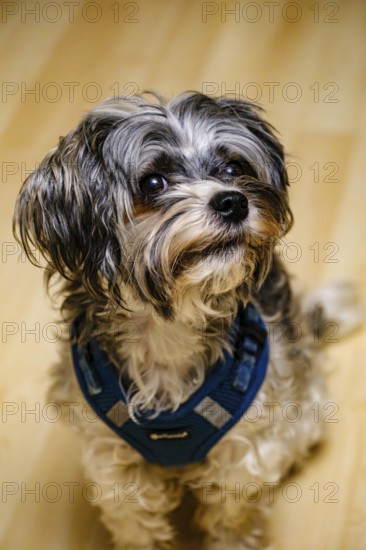 Portrait of a Biewer Terrier (originally Biewer Yorkshire) sitting, studio shot