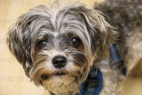 Portrait of a Biewer Terrier (originally Biewer Yorkshire), studio shot