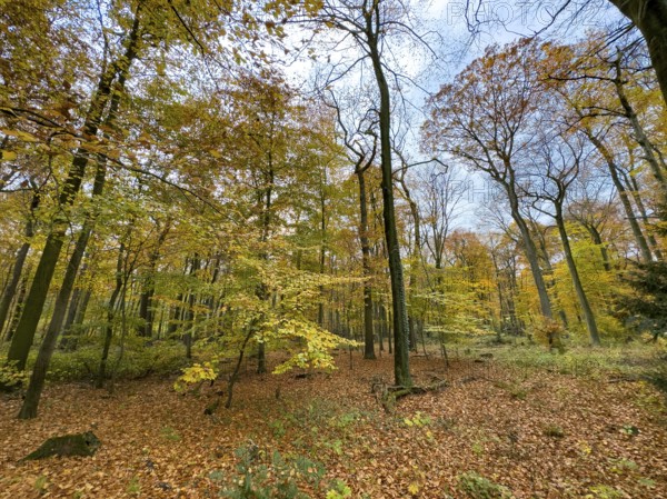 Ground covered by fallen leaves Forest soil in forest of palace gardens Park von Haus Wittringen Wittringen recreation area Wittringer Wald in autumn forest, Gladbeck, North Rhine-Westphalia, Germany
