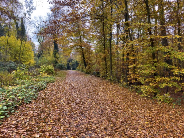 Path completely covered with leaves Footpath through forest Wittringer Wald recreation area in autumn forest, Germany