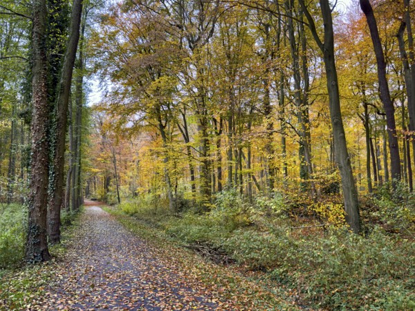 Path covered with fallen leaves Footpath through sparse forest in palace gardens Park von Haus Wittringen Wittringen recreation area Wittringer Wald in autumn forest, Gladbeck, North Rhine-Westphalia, Germany