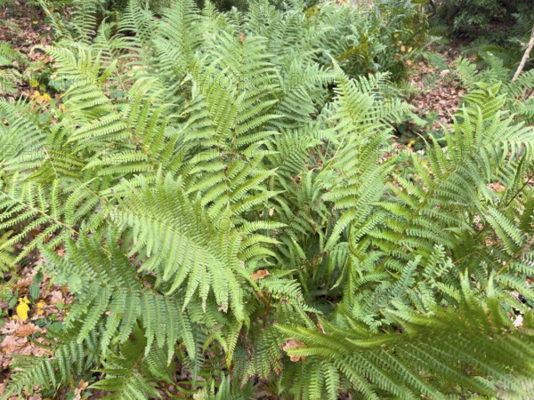 Densely growing fern ferns from a group of vascular spore plants on the roadside in the forest, Germany