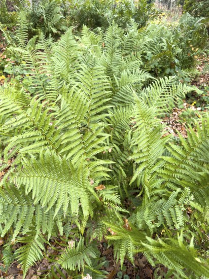 Densely growing fern ferns from a group of vascular spore plants on the roadside in the forest, Germany